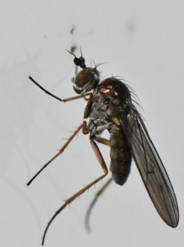 Syntormon sp.